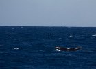 WhaleWatching 023